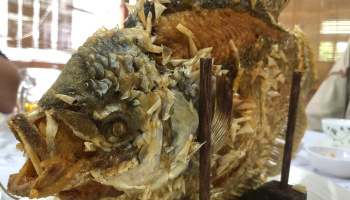 Elephant Ear Fish and Foody Cycling Tours